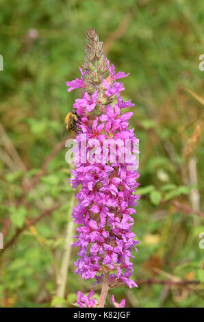 Viola-loosestrife fiore (Lythrum salicaria) Foto Stock