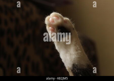Macro colpo di zampa di gatto Foto Stock