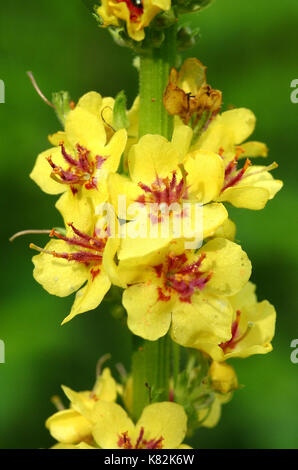 La verga di Aronne fiore (molène thapsus) Foto Stock