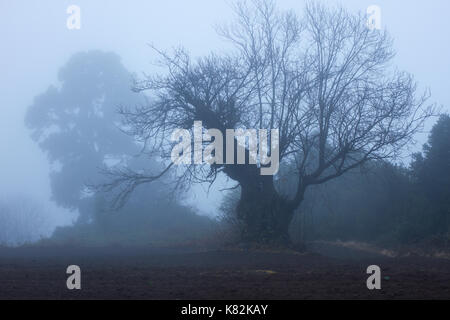 Silhouette di castagna stagione autunnale. Grandi botti in campo Foto Stock