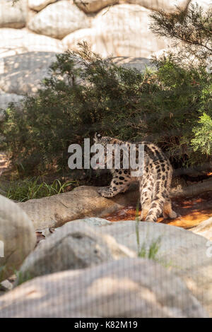 Snow Leopard panthera uncia trovati nelle catene montuose della Cina, Nepal e India. Foto Stock