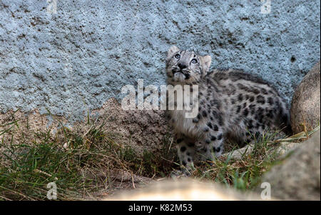 Snow Leopard Panthera uncia trovati nelle catene montuose della Cina, Nepal e India. Foto Stock