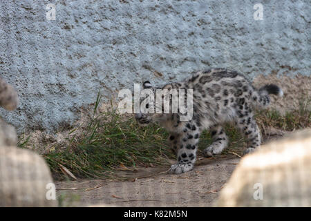 Snow Leopard Panthera uncia trovati nelle catene montuose della Cina, Nepal e India. Foto Stock