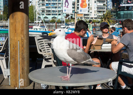 Ristorante patroni in corrispondenza di un outdoor cafe cercano di ignorare uno dei molti gabbiani che per il recupero del cibo su Granville Island in Vancouver British Columbia Foto Stock