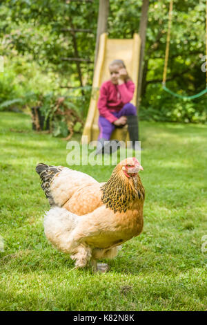 Free-range Buff Brahma hen passeggiate nel cortile con un 11 enne annoiato-cerca ragazza seduta su una slitta in background, in western Washington, USA Foto Stock