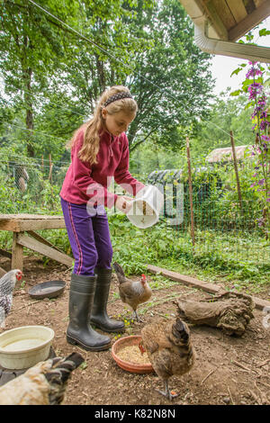 Ragazza Legbar alimentazione e Silver-legare Wyandotte polli all'interno di una penna di pollo in western WASHINGTON, STATI UNITI D'AMERICA Foto Stock