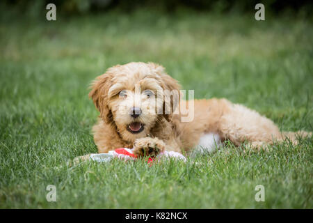 Otto settimane vecchio cucciolo Goldendoodle 'Bella' appoggiato sul prato, masticare un giocattolo, Issaquah, Washington, Stati Uniti d'America Foto Stock