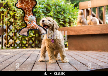 Otto settimane vecchio cucciolo Goldendoodle 'Bella' cercando di ottenere la sua giraffa giocattolo che è dangled davanti a lei, Issaquah, Washington, Stati Uniti d'America Foto Stock