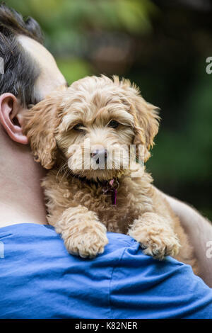 Venti qualcosa di uomo con le sue otto settimane vecchio cucciolo Goldendoodle 'Bella' in Issaquah, Washington, Stati Uniti d'America Foto Stock