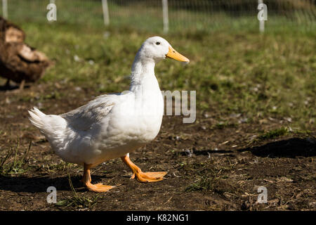 Pekin duck walking in western WASHINGTON, STATI UNITI D'AMERICA. La American Pekin Anatra, anatra di Pechino o Long Island duck, è una razza di anatra addomesticata. Foto Stock