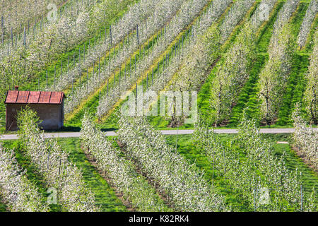Frutteti in fiore villa di tirano provincia di Sondrio Lombardia valtellina Italia Europa Foto Stock