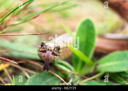 Primo piano della slowworm, noto anche come blindworm, (Anguis fragilis) una lucertola legless sul suolo della foresta. concentrarsi sugli occhi. Foto Stock