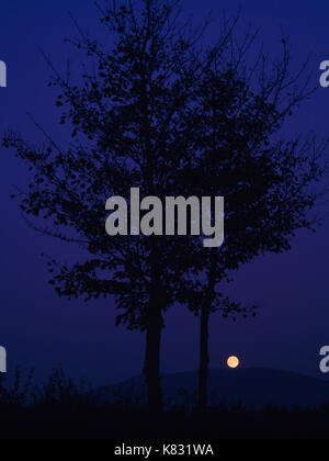 Consente di visualizzare e di agosto Full Moon Rising over Moel Rhiwen con alberi di sicomoro in un campo hedge a Penisarwaun, vicino a Caernarfon, Galles del Nord, Regno Unito. Foto Stock