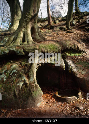 Consente di visualizzare e di pozzo santo (2) Sotto il pendio di una collina su Alderley Edge boscosa scarpata di arenaria, Cheshire. Acqua dalla collina si raccoglie in un ovale lavabo in pietra Foto Stock