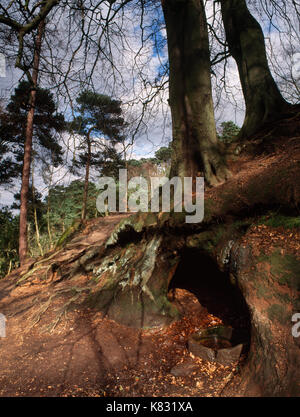 Visualizzare ne del sentiero & Pozzo santo (2) su Alderley Edge boscosa scarpata di arenaria, Cheshire. Acqua dalla collina si raccoglie in un ovale lavabo in pietra. Foto Stock