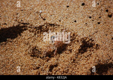 Un piccolo corno Eyed Ghost Crab strisciando intorno alla spiaggia in Kauai, Hawaii. Foto Stock