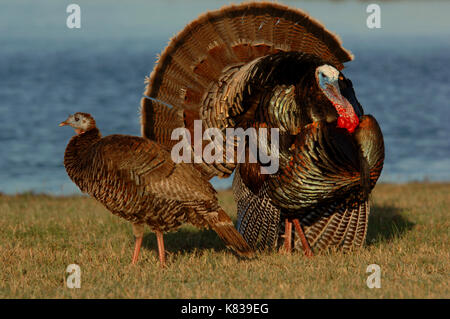 Una Turchia gobbler strutting per una gallina femmina durante la molla accoppiamento stagione in Texas Foto Stock