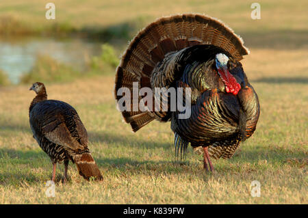 Una Turchia gobbler strutting per una gallina femmina durante la molla accoppiamento stagione in Texas Foto Stock