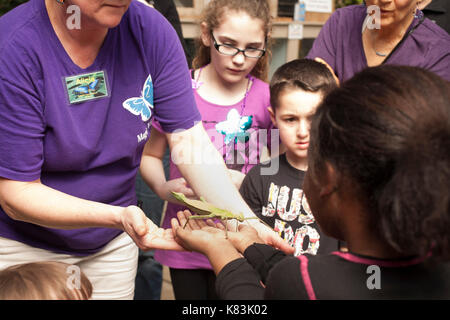 I bambini sono entusiasti di vedere un gigante di bug al Magic Wings conservatory della farfalla & giardini a Deerfield, Massachusetts. Foto Stock