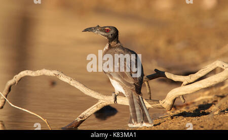 Un rumoroso friarbird, Filemone corniculatus, bere in un outback australiano waterhole Foto Stock