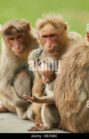 Madre con figli piccoli cofano macaco scimmia. Scena di gara, abbraccio tra madri e allattamento neonato. Foto Stock