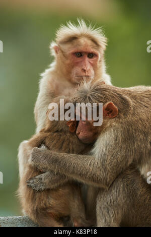 Madre con figli piccoli cofano macaco scimmia. Scena di gara, abbraccio tra madri e allattamento neonato. Foto Stock