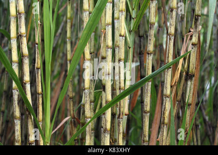 Primo piano della canna da zucchero impianto, Saccharum officinarum, utilizzato per la produzione di zucchero e di etanolo Foto Stock