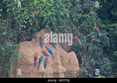 Macaws raccogliere per alimentare alla colpa Chuncho lecca di argilla in Tambopata National Reserve. Di Madre de Dios, Perù Foto Stock