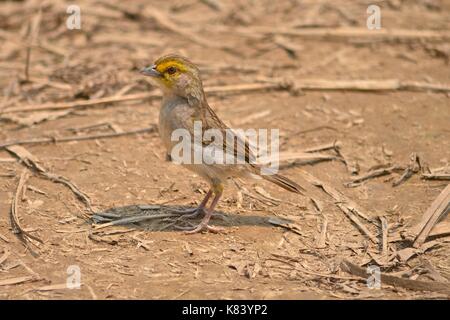 Giallo-browed Sparrow (Ammodramus aurifrons) sul terreno in Tambopata National Reserve. Di Madre de Dios, Perù Foto Stock