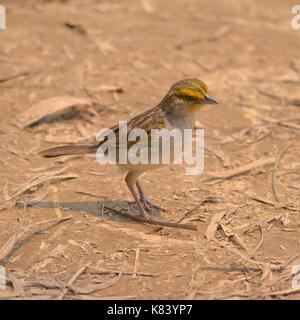 Giallo-browed Sparrow (Ammodramus aurifrons) sul terreno in Tambopata National Reserve. Di Madre de Dios, Perù Foto Stock