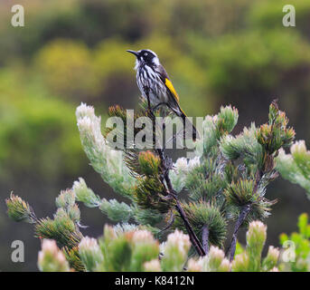 New Holland Honeyeater (Phylidonyris novaehollandiae) arroccato su un Albany wooly cespuglio pianta Foto Stock