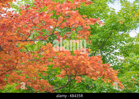 Maple (Acer saccharum) display brillanti colori dell'autunno in tudhope park a orillia Ontario in Canada. Foto Stock