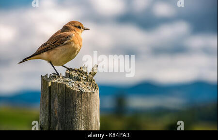 Curioso sparrow a sedersi su una staccionata in legno guarda in montagne sfocato lontano in una distanza. piccolo grazioso uccello in ambiente naturale Foto Stock