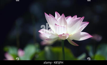 Lotus chiudere l'apertura a hong kong Foto Stock