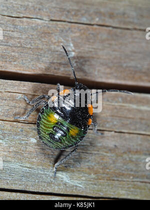 Green stink bug (Chinavia hilaris) ninfa su una superficie in legno Foto Stock