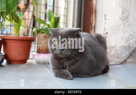 Grigio fat cat sedersi all'aperto Foto Stock