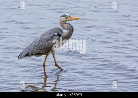 Un Airone cenerino in piedi in acqua cercando alert rivolto verso destra e cercando di vedere un pesce Foto Stock