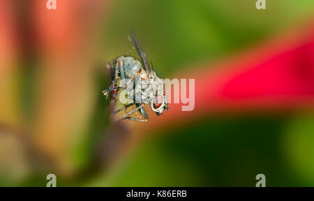 Helina reversio, una casa fly, all'inizio dell'Autunno nel sud dell'Inghilterra, Regno Unito. Casa fly macro. Mosca di casa closeup. Foto Stock