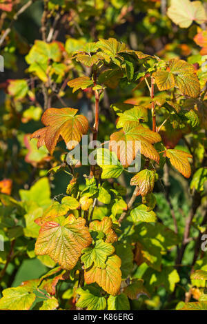 Autumn leaves as they start to die at the start of Autumn. Fall leaves. Start of Autumn concept. End of summer concept. Foto Stock