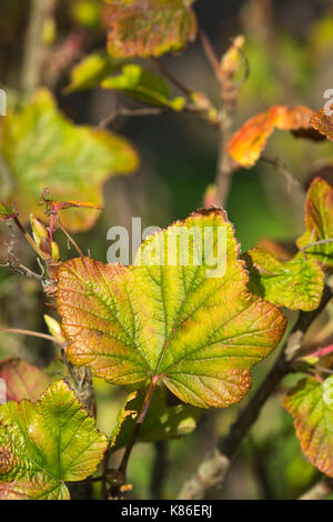 Autumn Leaf closeup all'inizio dell'autunno come l'anta inizia a morire. Foglia caduta vicino. Foto Stock