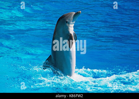 Dolphin divertendosi in mare azzurro e limpido. Posto per il testo. Foto Stock