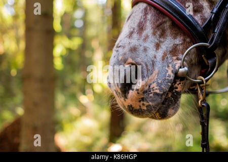 Parte della fronte di taglio del cavallo. Grande naso e narici Foto Stock