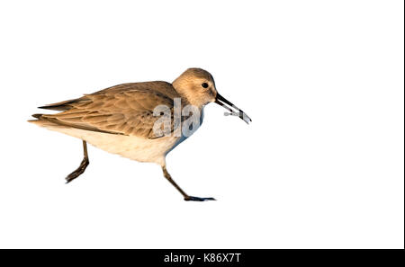 Dunlin (Calidris alpina) in inverno del piumaggio in esecuzione con un gambero, isolati su sfondo bianco. Foto Stock