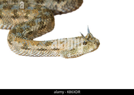 Saharan vipera cornuta (Cerastes cerastes), isolati su sfondo bianco. Foto Stock