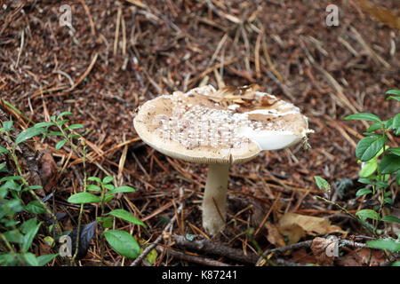 Il fungo non commestibile toadstool pallido che cresce in legno, close-up foto. morte cap cresce nei pressi di un formicaio Foto Stock