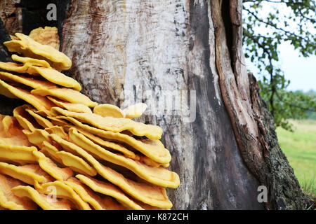 La bella non commestibile fungo parassita cresce sugli alberi, close-up foto. La morte di funghi cresce sulla corteccia Foto Stock