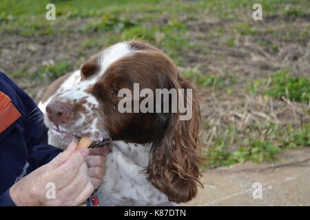 Fegato e white english springer spaniel a mangiare il gelato a forma di cono con usurati area erbosa in background proprietari alimentazione manuale a Morecambe Inghilterra England Regno Unito Foto Stock