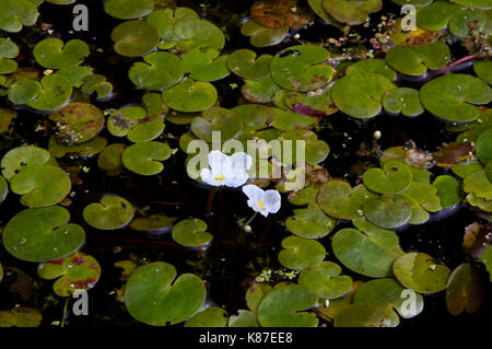 Foglie e fiori di colore bianco di frogbit galleggiante sull' acqua scura Foto Stock