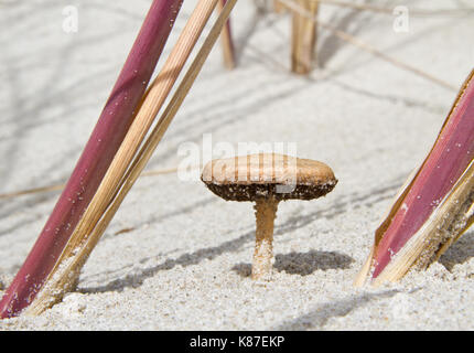 Dune cavalier fungo nelle dune, cresce accanto alla spiaggia di erba Foto Stock