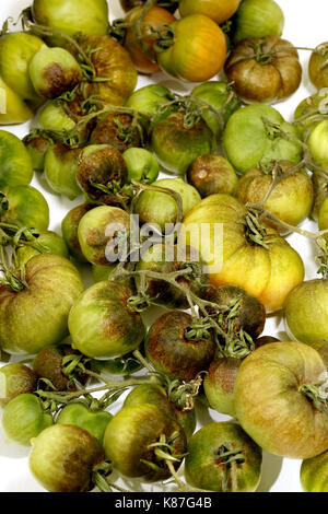 Parte di una casa cresciuta di colture di pomodoro che è stato devastato dalla piaga, mostrato contro uno sfondo bianco Foto Stock